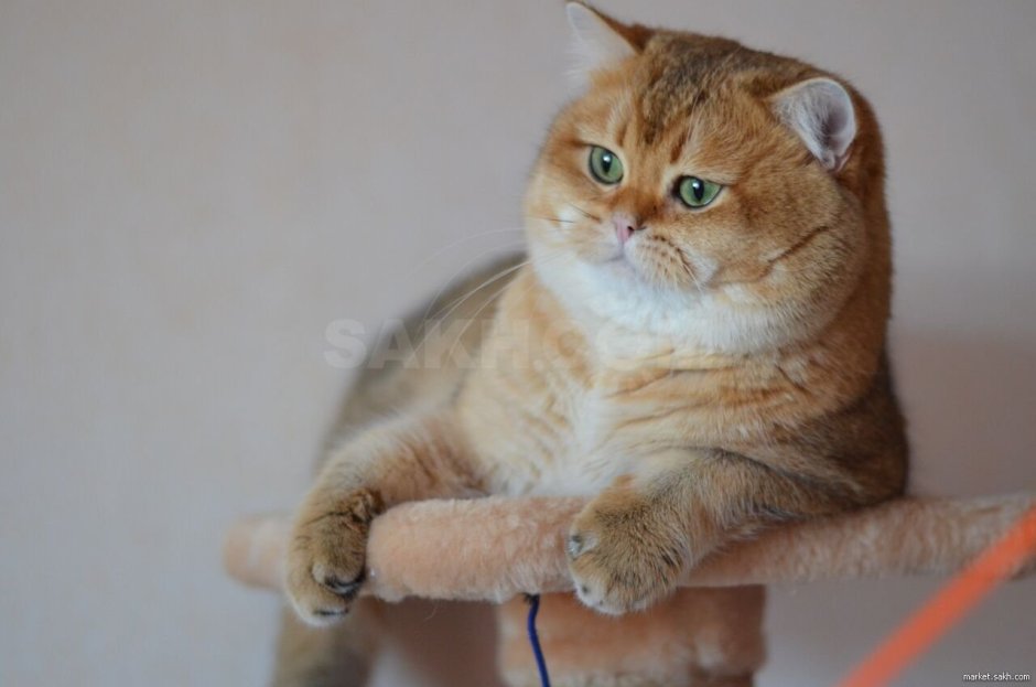 Скоттиш-фолд Шотландская вислоухая кошка белый