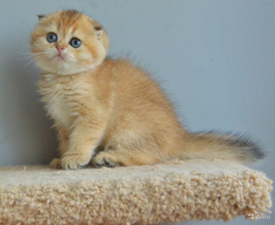 Шотландская вислоухая кошка шиншилла