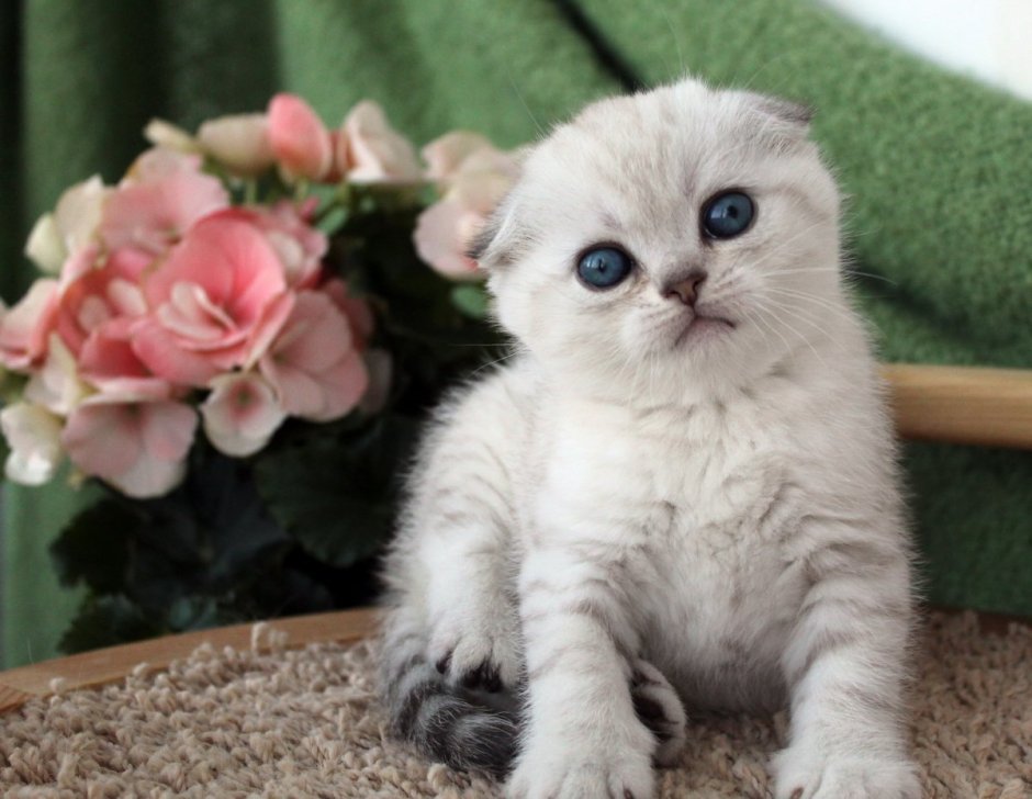 Британская короткошёрстная серебристая шиншилла