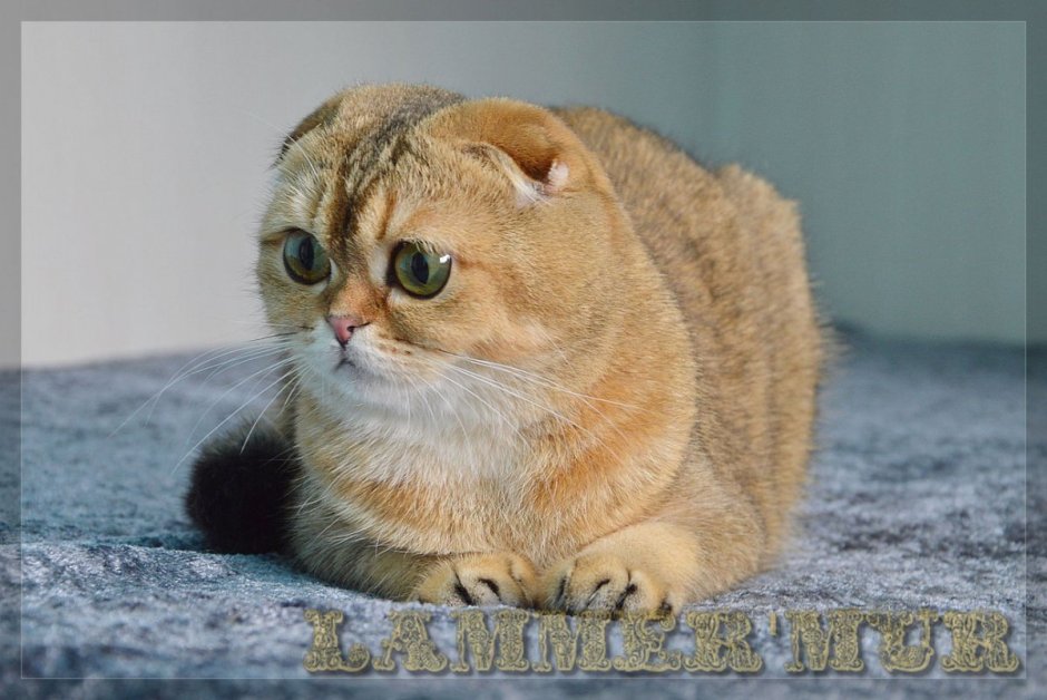 Золотая шиншилла вислоухая