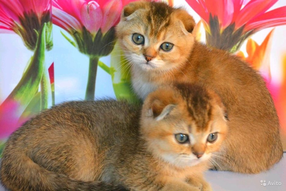 Шотландская Золотая тикированная шиншилла