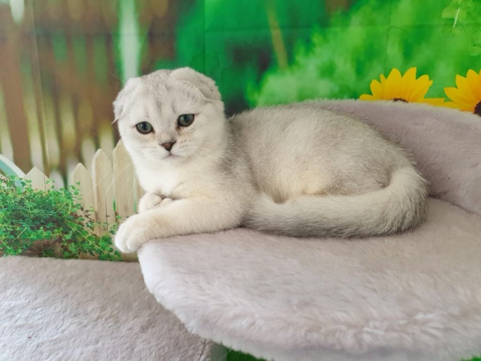 Шотландская вислоухая окрас шиншилла
