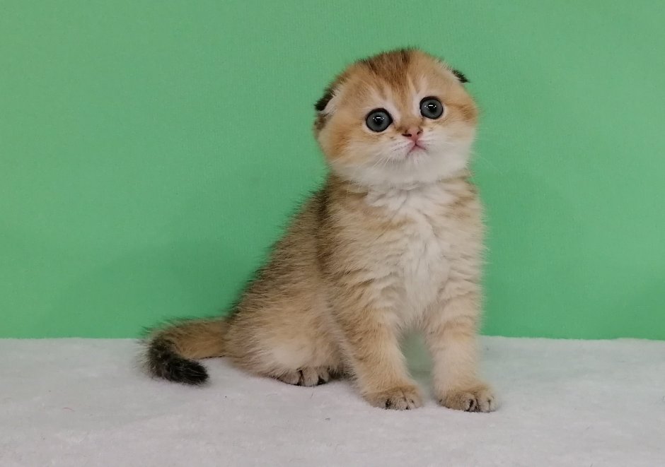 Шотландская вислоухая кошка шиншилла