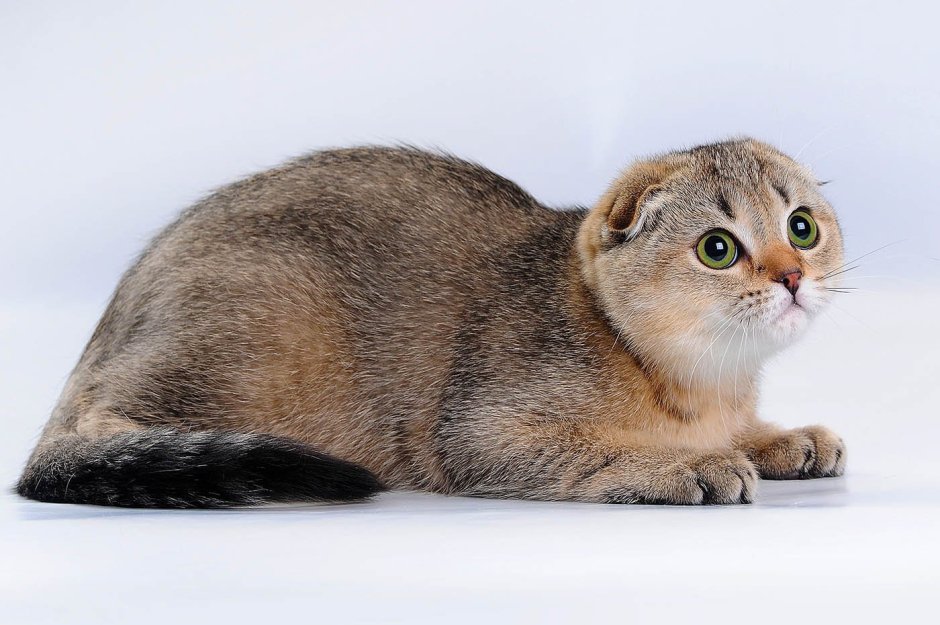 Шотландская вислоухая белая шиншилла