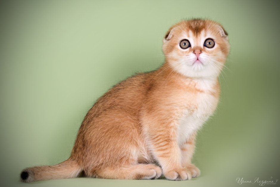 Скоттиш фолд Золотая шиншилла