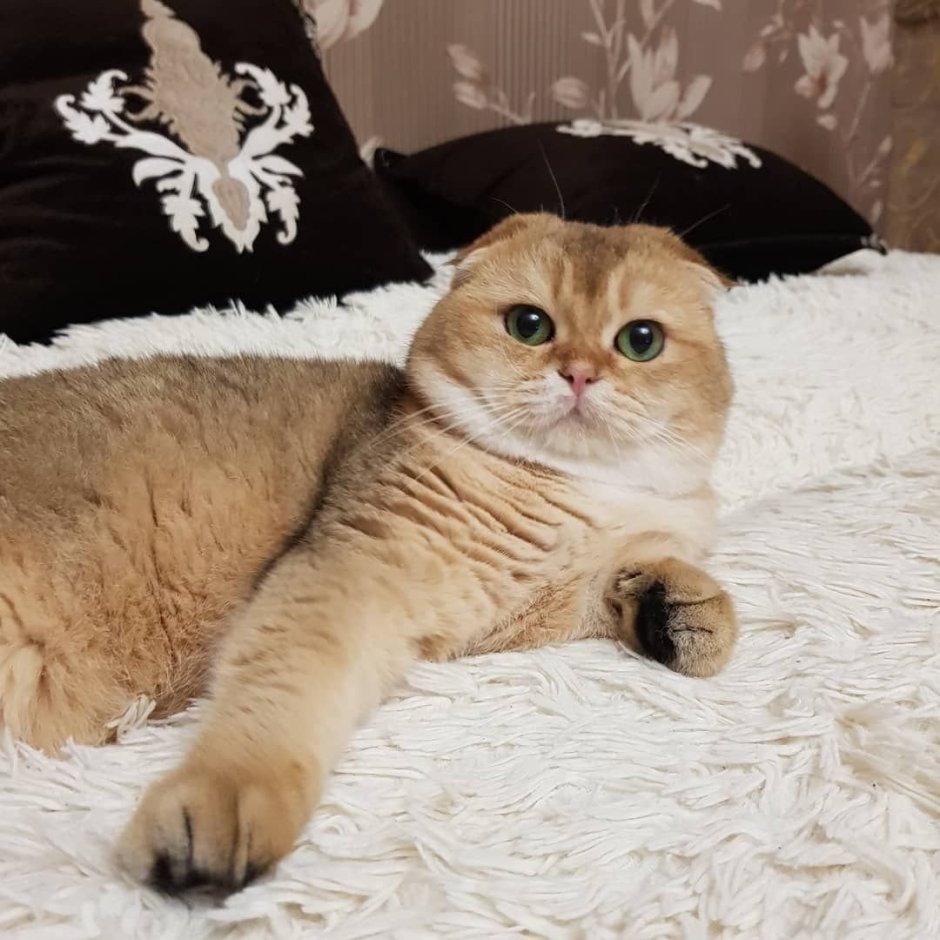 Золотая шиншилла котята вислоухие