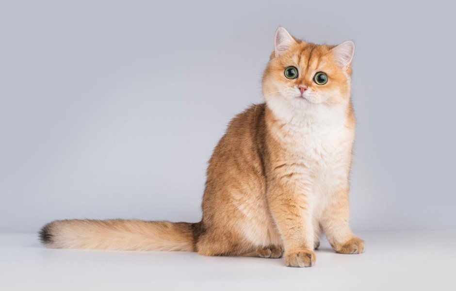 Скоттиш фолд шиншилла