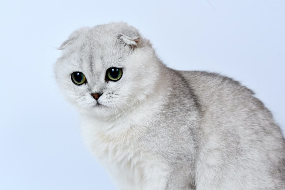 Шотландская кошка Золотая шиншилла