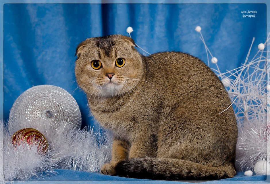 Шотландская вислоухая шиншилла