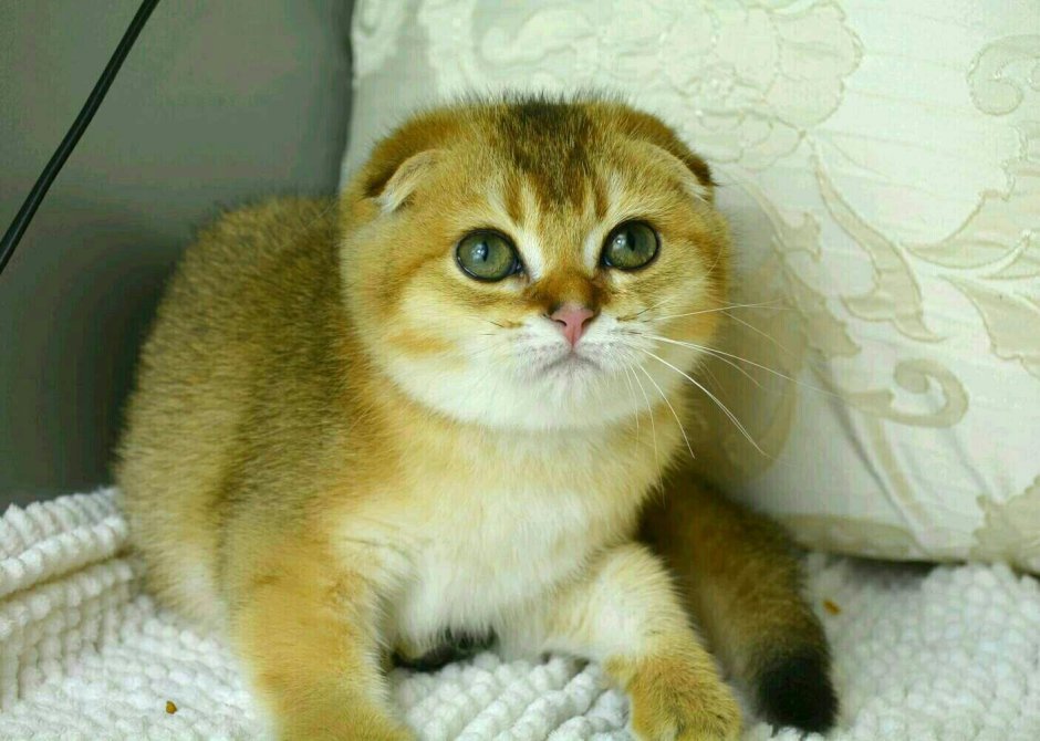 Скоттиш-фолд Шотландская вислоухая