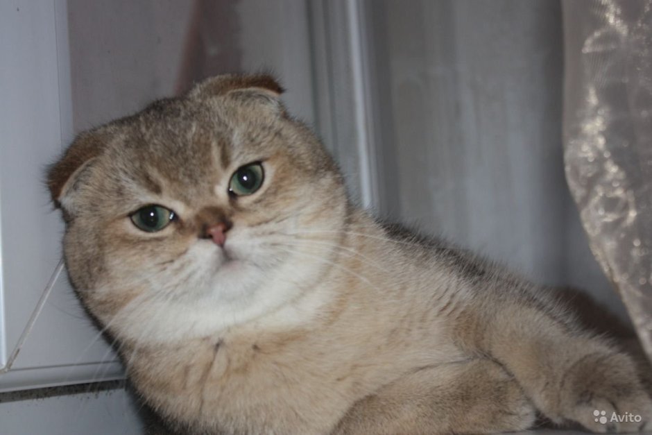 Скоттиш фолд Золотая шиншилла
