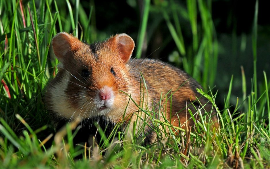 Обыкновенный хомяк Cricetus Cricetus