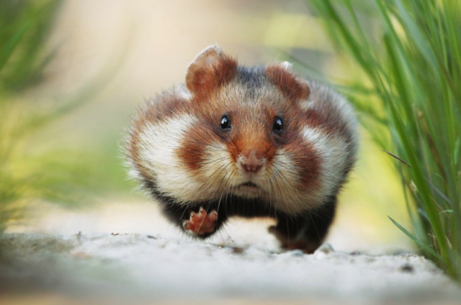 Cricetus Cricetus