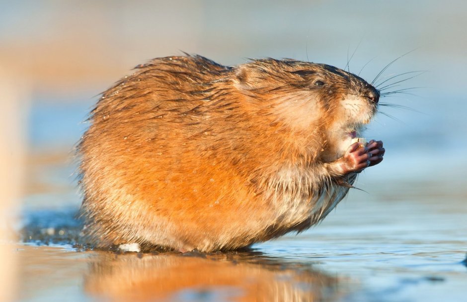 Ондатра Muskrat