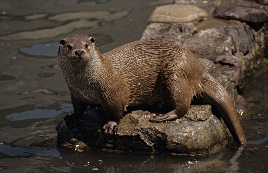 Кавказская выдра Lutra Lutra meridionallis
