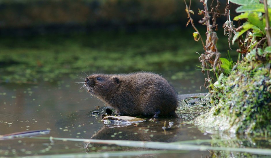 Водяная полевка Arvicola terrestris