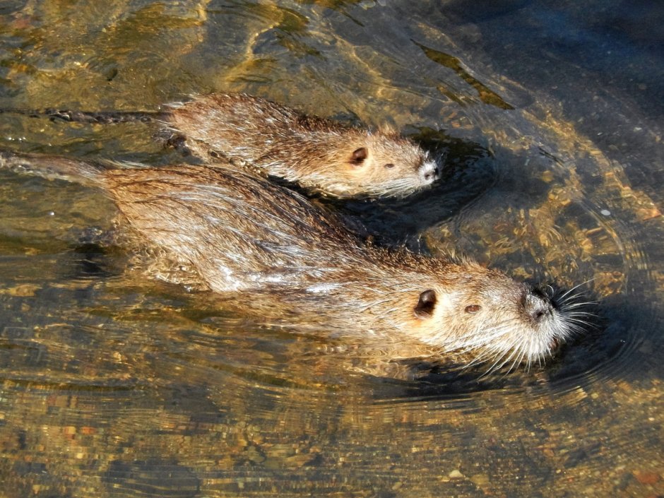 Водяная крыса и выдра