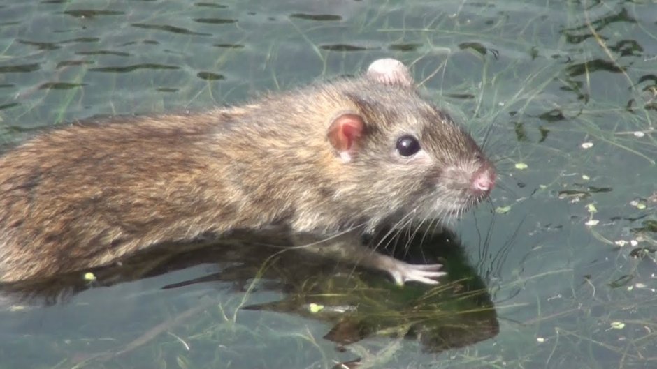 Arvicola terrestris
