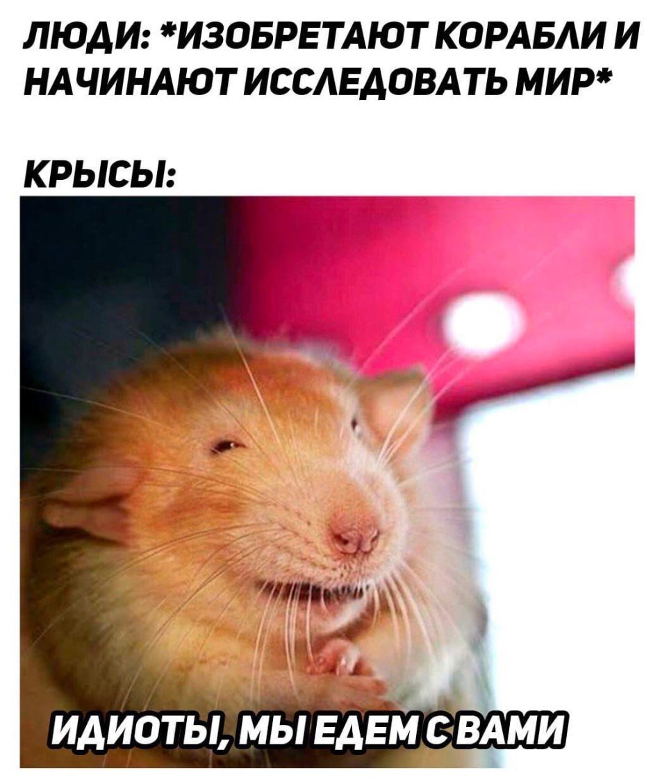 Хитрая крыса