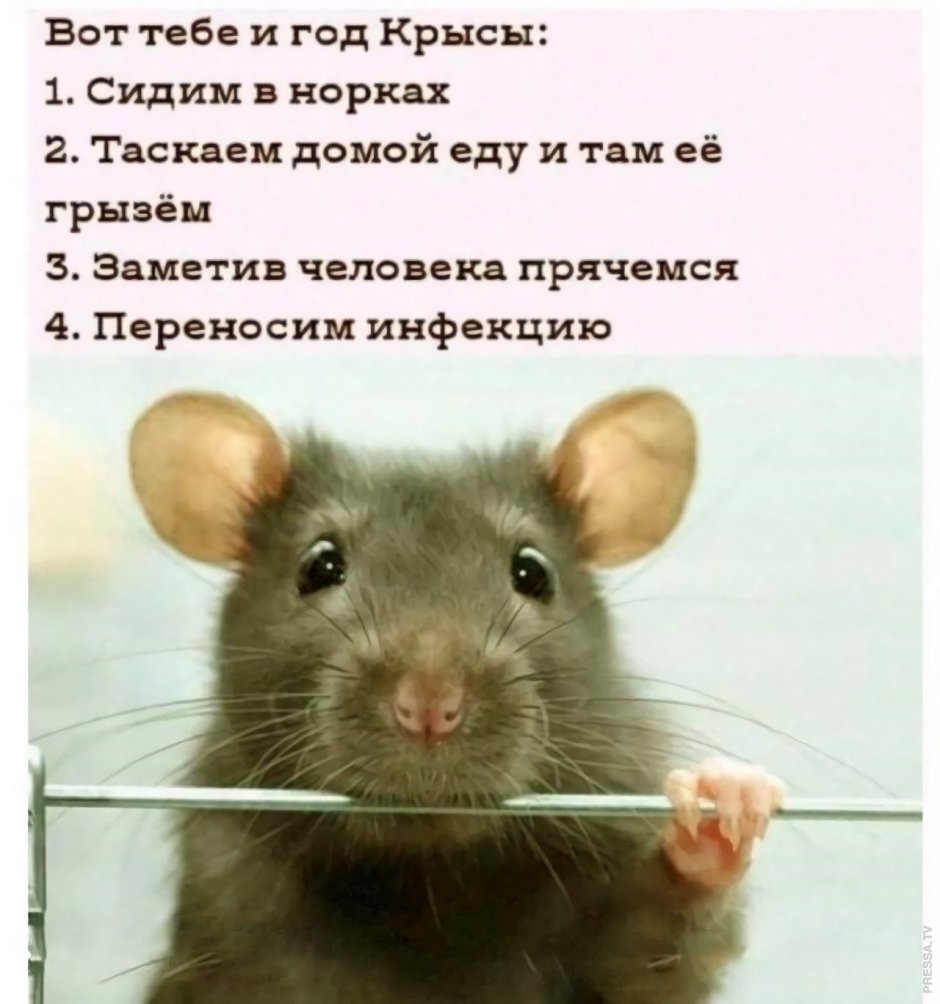 Уходящий год крысы