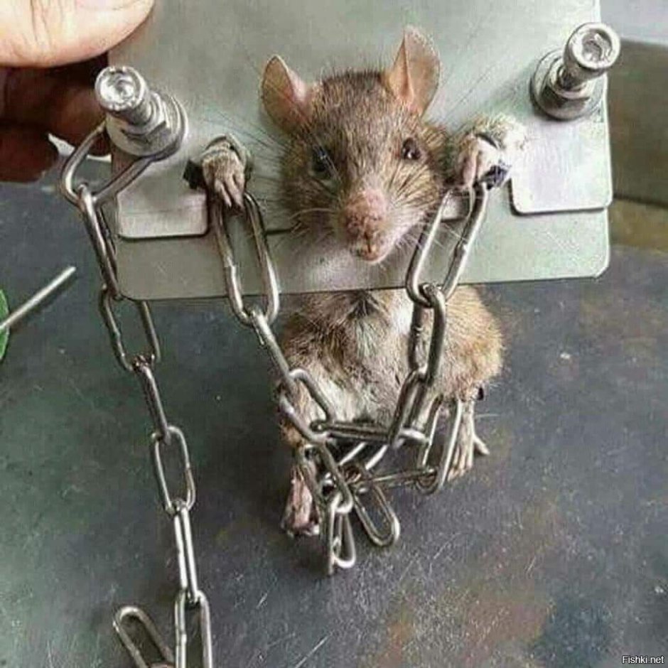 Жадная крыса