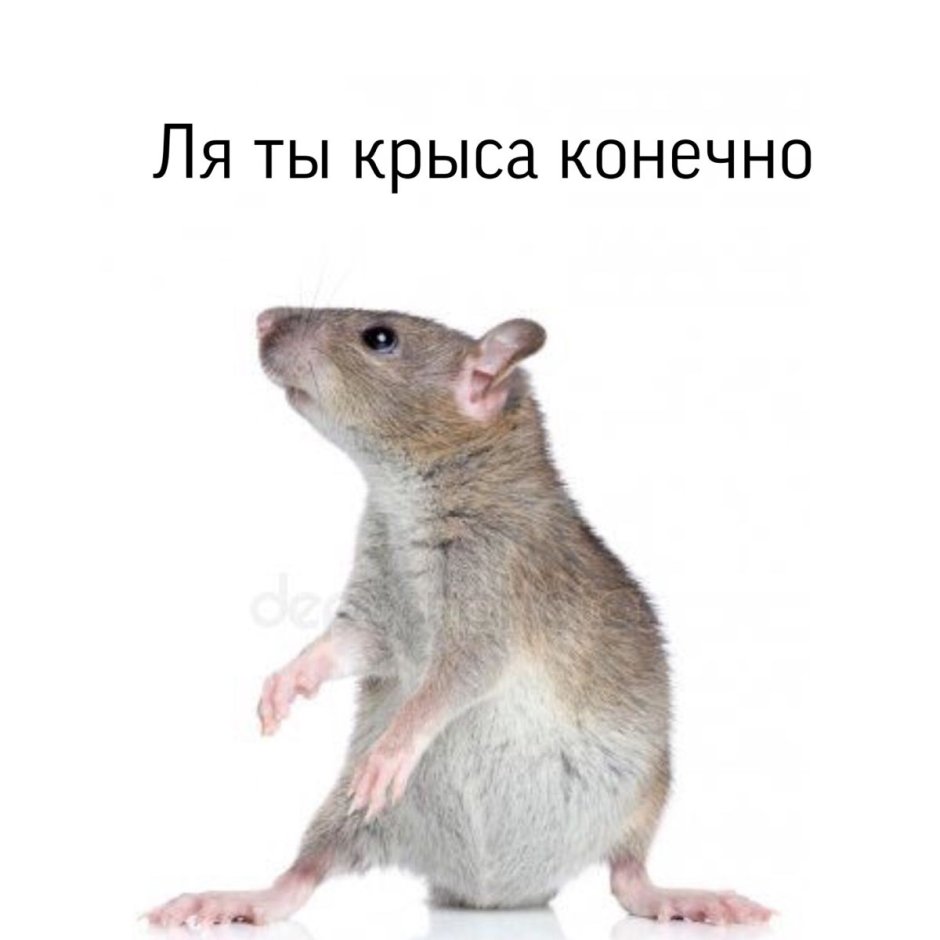 Да я крыса Мем