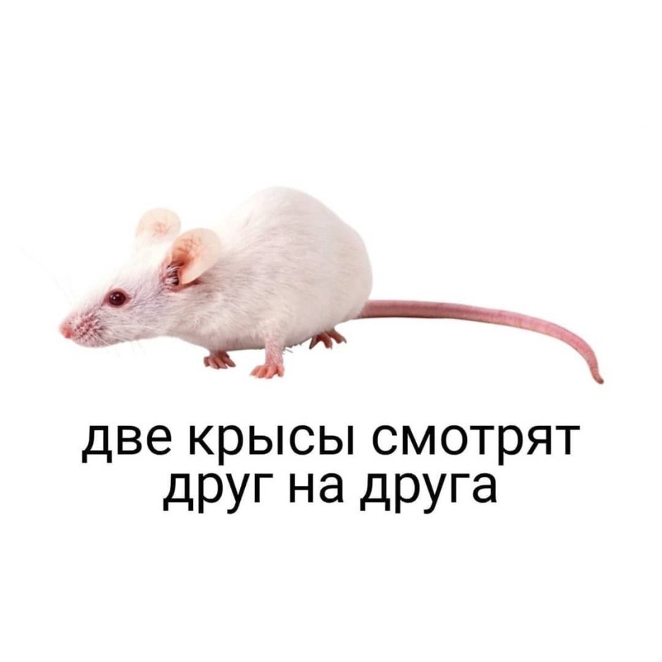 Крыски Мем