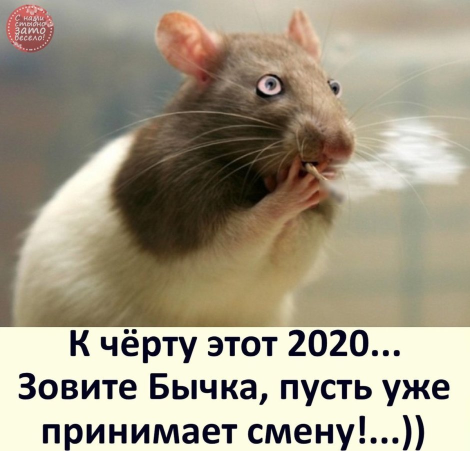 Толстая мышь