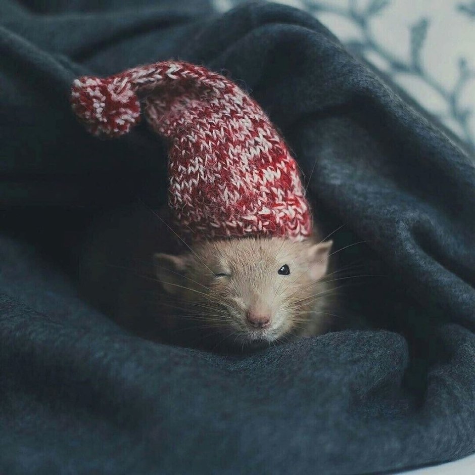 Хомяк в шапочке