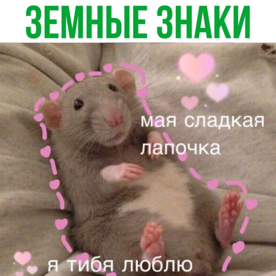 Мемы с крысами