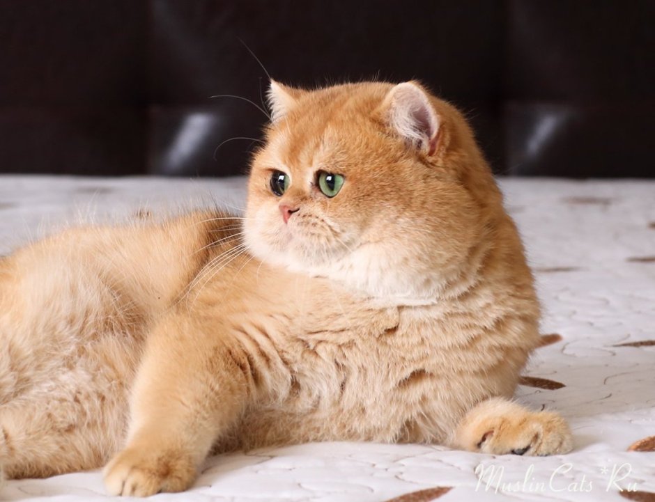 Британская Золотая шиншилла