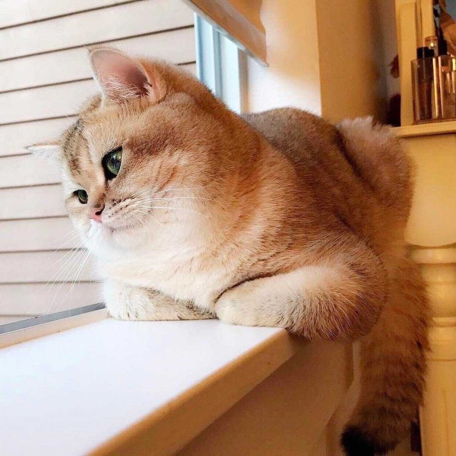 Манчкин Золотая шиншилла вислоухий