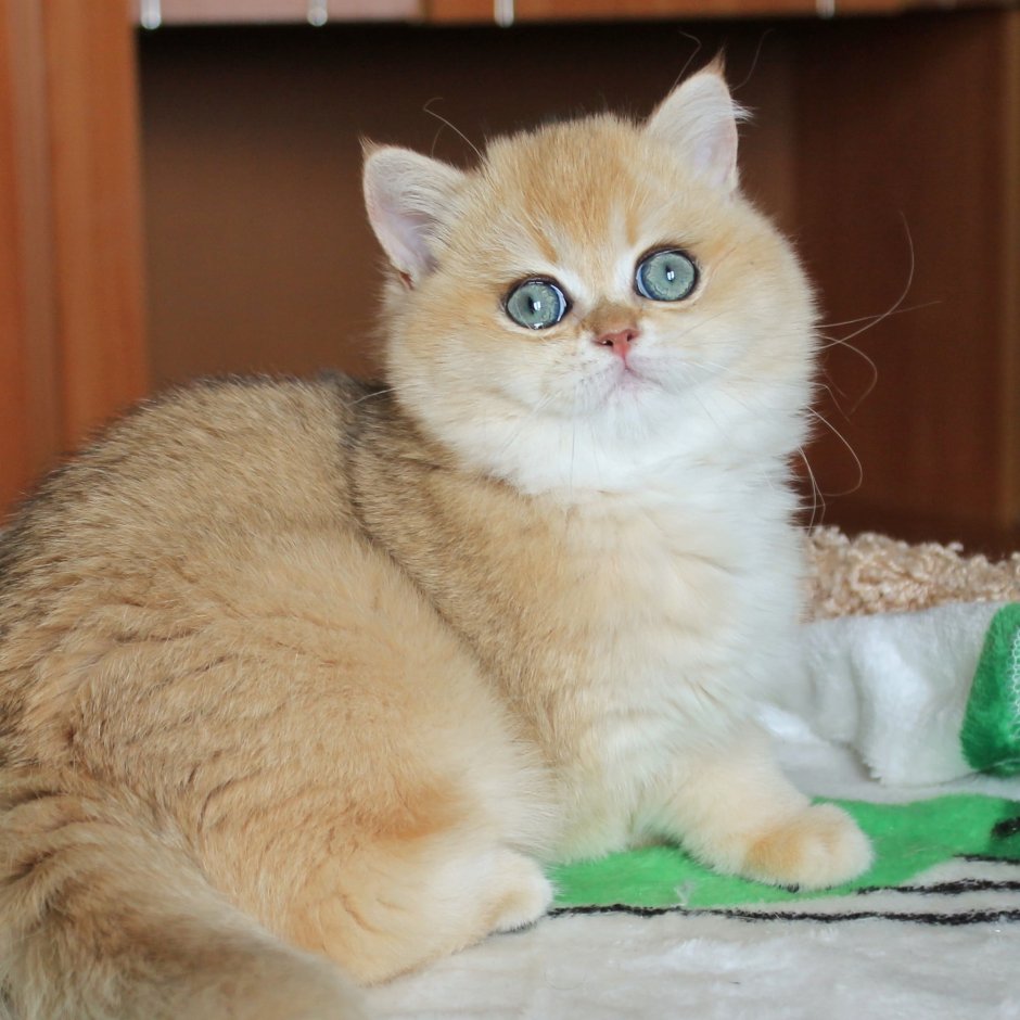 Манчкин Британская шиншилла