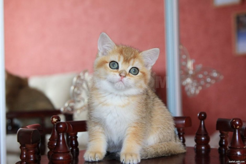Скоттиш страйт кошка Золотая