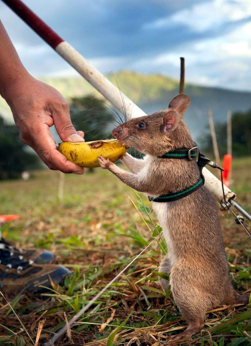 Гигантская сумчатая крыса Занзибар