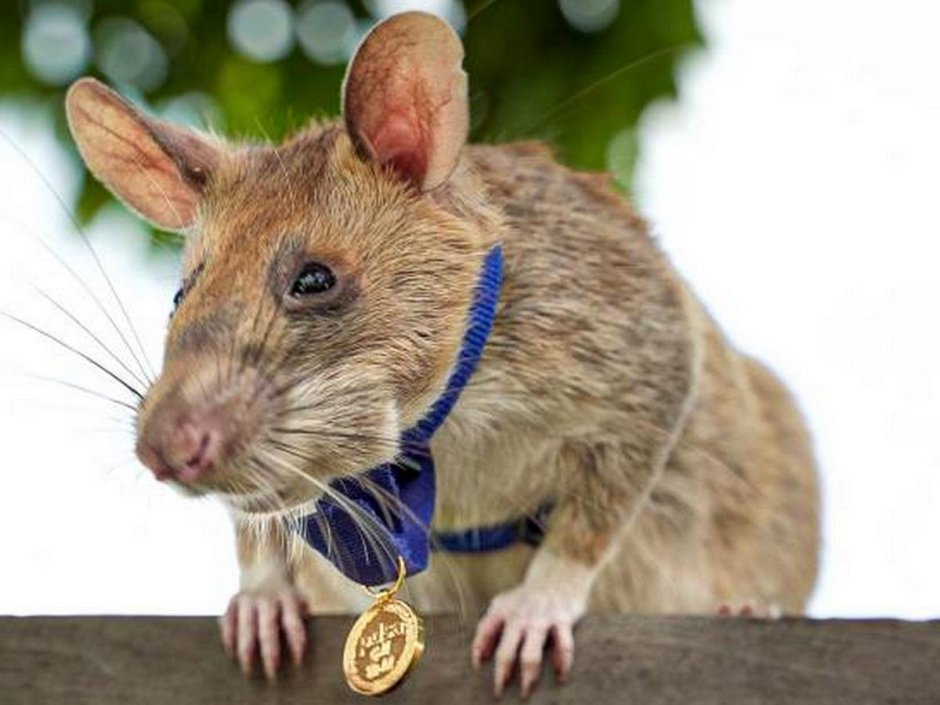 МАГАВА крыса гигантская