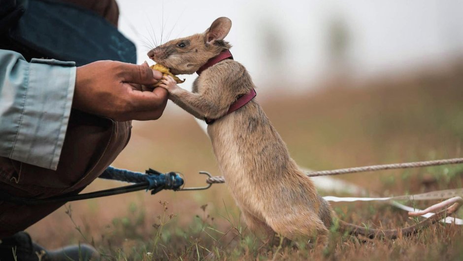 Гигантская Африканская сумчатая крыса