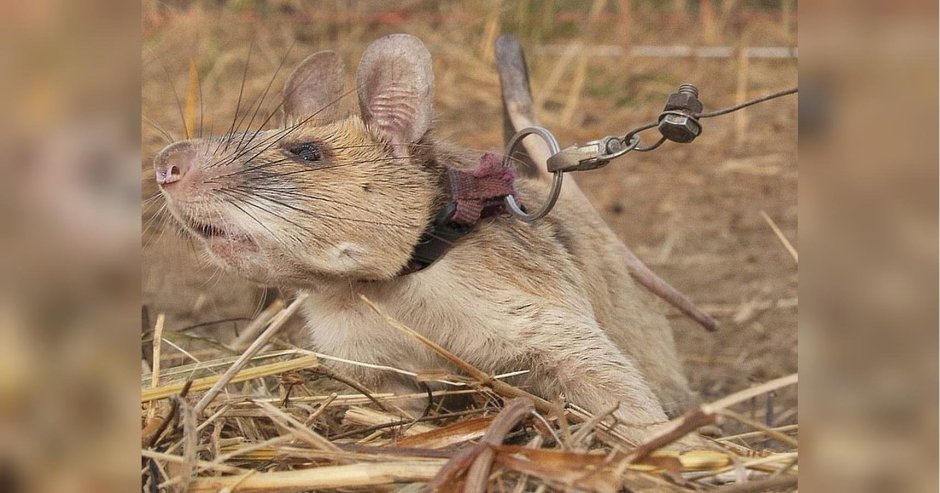 Гамбийская сумчатая крыса