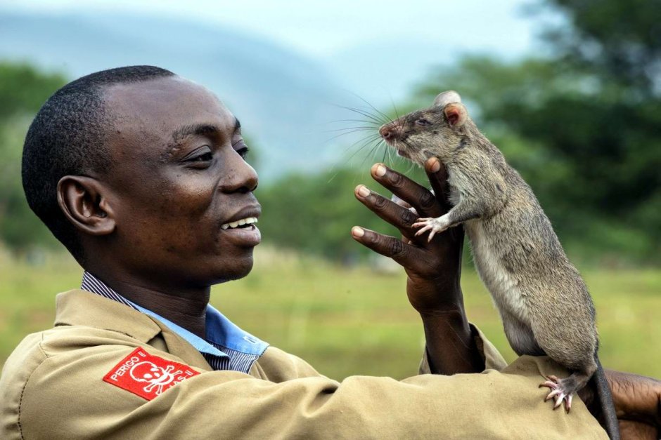 Гамбийская сумчатая крыса