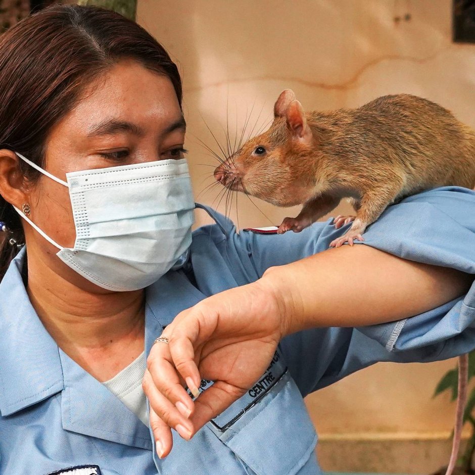 Шерстистая крыса Босави