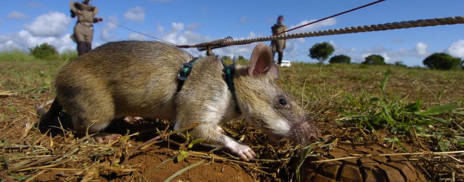 Гамбийская сумчатая крыса