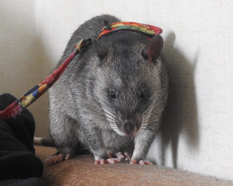 Гамбийская сумчатая крыса