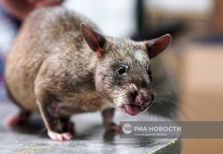 Самая большая уличная крыса