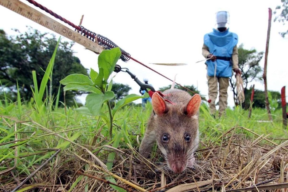 Гамбийская сумчатая крыса