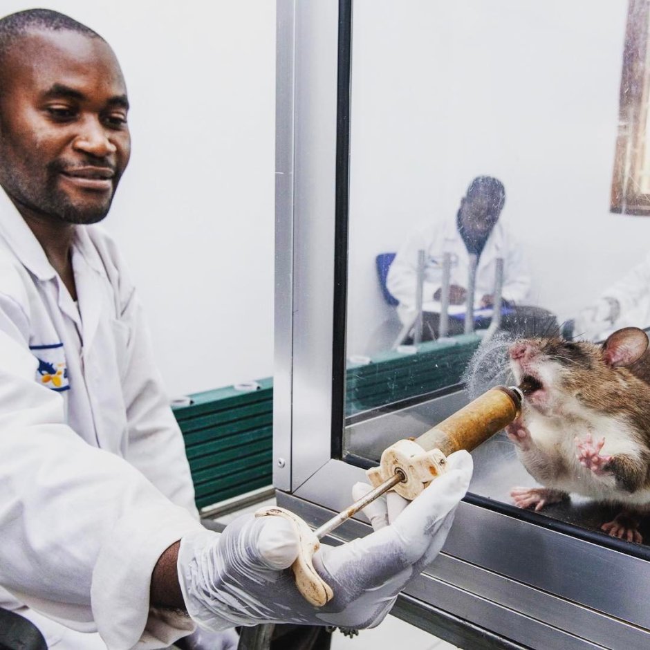 Крыса МАГАВА гамбийская сумчатая