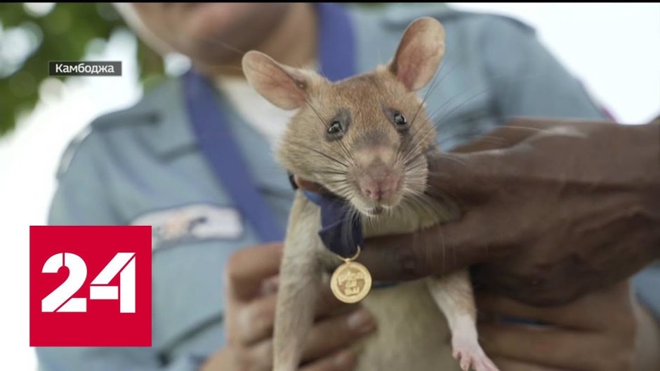 Крыса Гамби