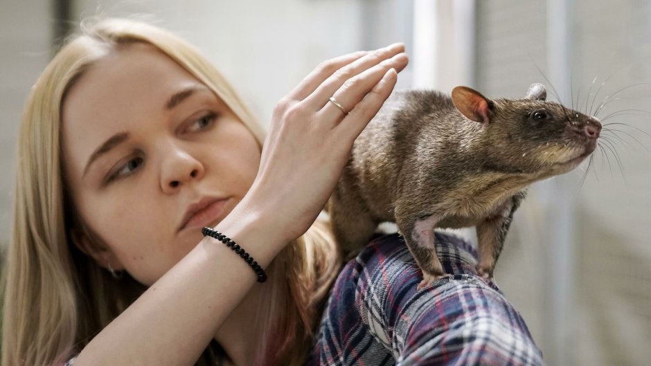 Гамбийская сумчатая крыса