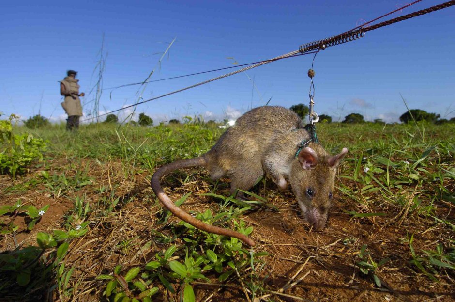 Gambian pouched rat