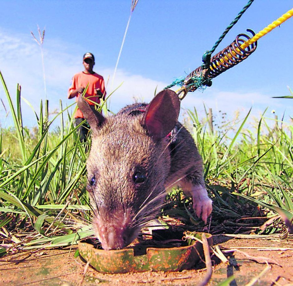 Гамбийская хомяковая крыса