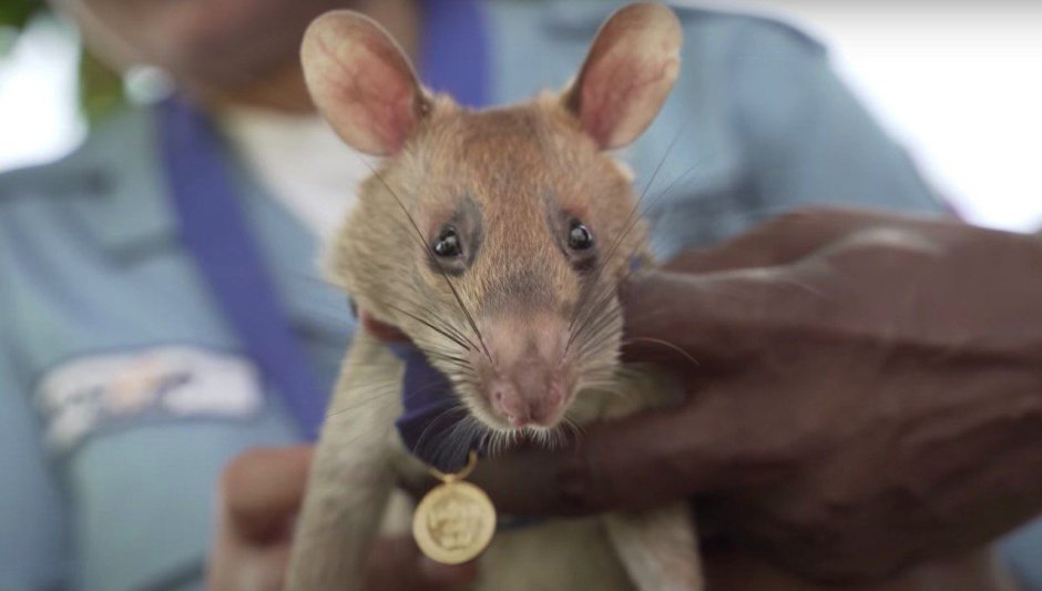 Самая большая домашняя крыса